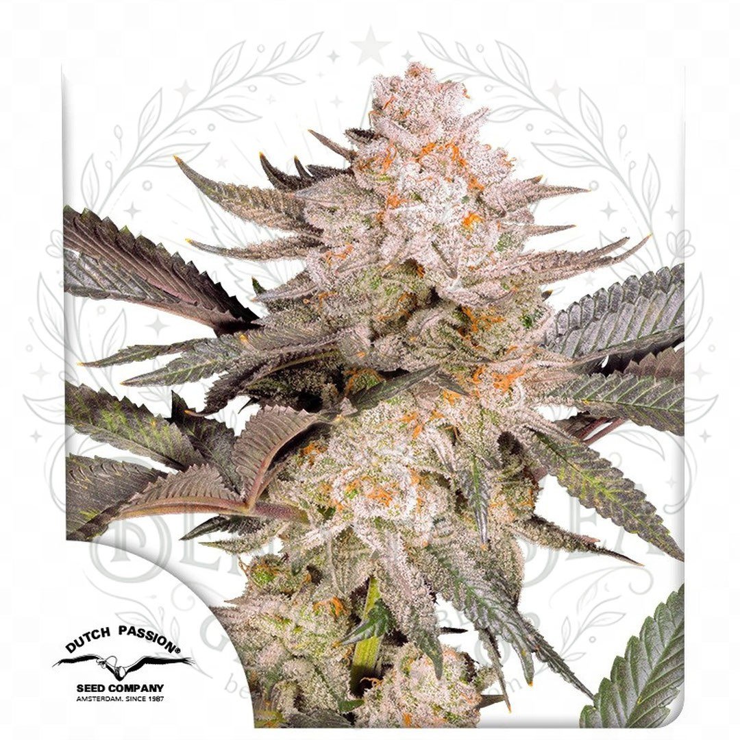 semillas Orange Bud 2.0: cogollo de Orange Bud 2.0 con la marca de agua de Bendita Sea