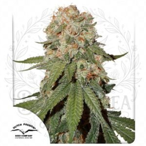 semillas Orange Bud: cogollo de Orange Bud con la marca de agua de Bendita Sea