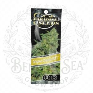 semillas Original Cheese: cogollo de Original Cheese con la marca de agua de Bendita Sea