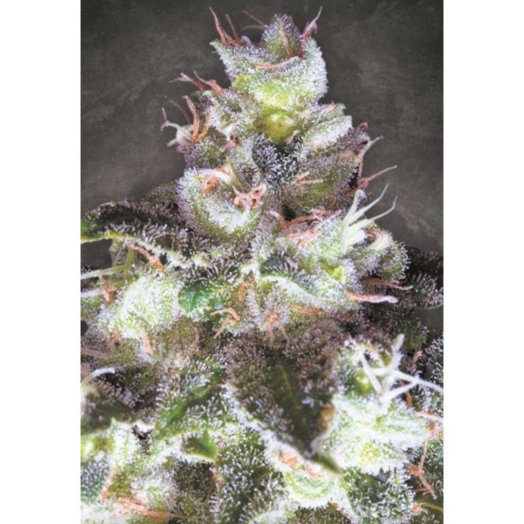 semillas Original White Widow: foto de Paradise Seeds del cogollo de Original White Widow, vista 3