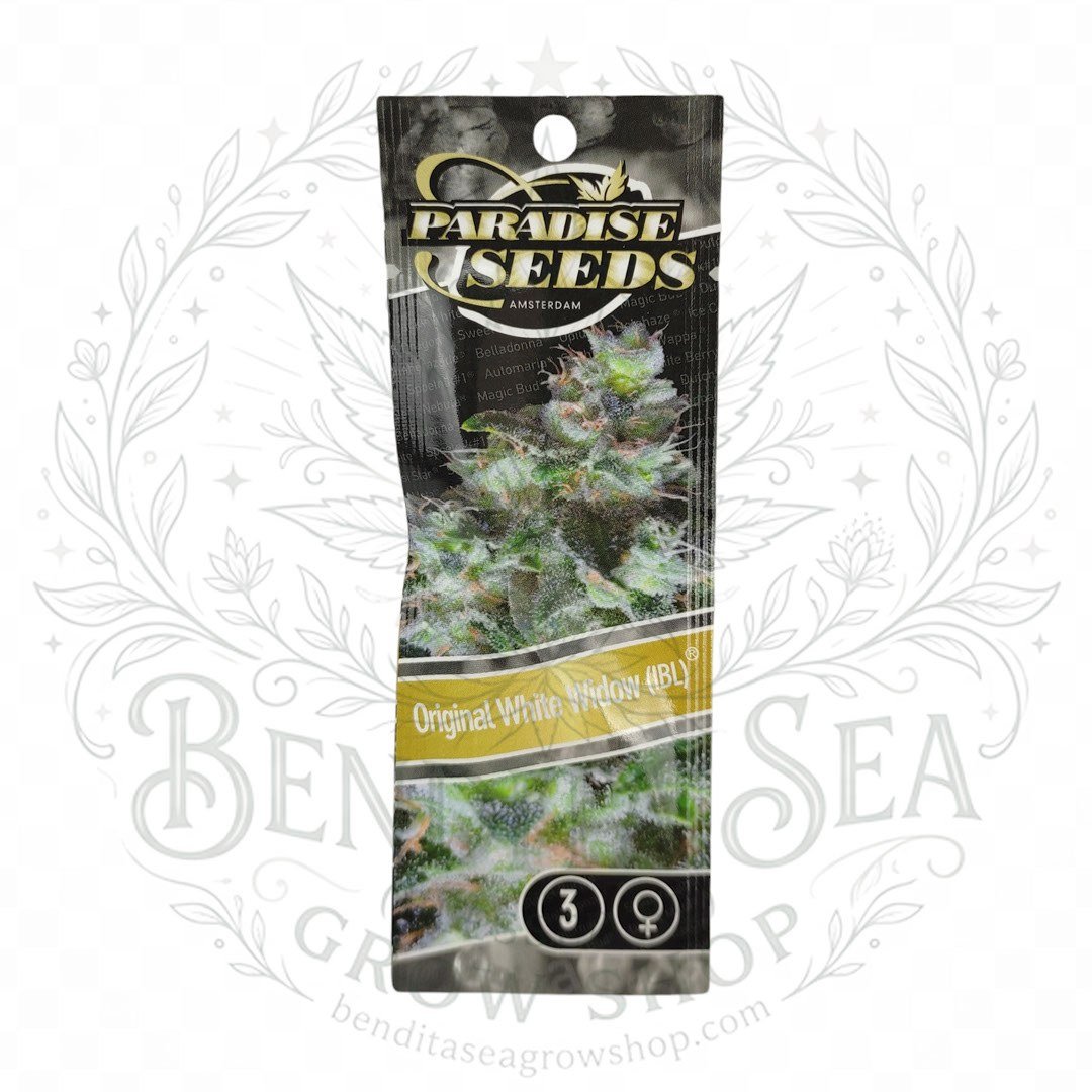semillas Original White Widow: cogollo de Original White Widow con la marca de agua de Bendita Sea