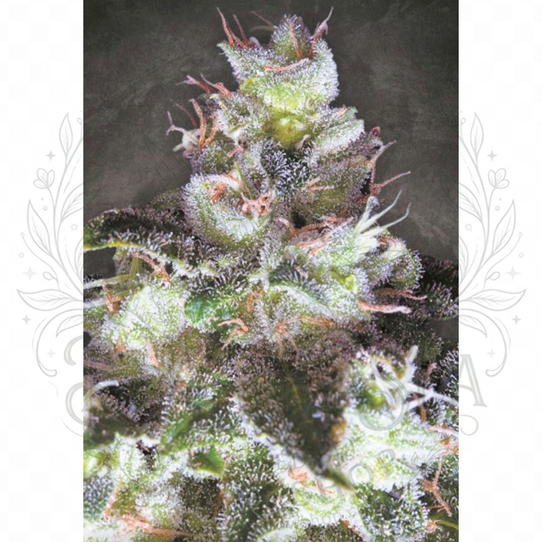 semillas Original White Widow: cogollo de Original White Widow con la marca de agua de Bendita Sea, vista 3