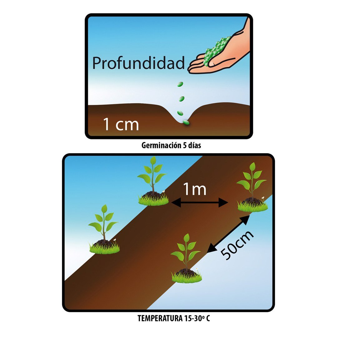 Semillas de Pepino Cohombro Fercon: reverso con dibujos de profundidad de 1 cm y distancia de siembra