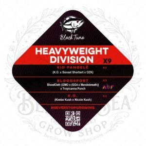 semillas Popurrí Heavyweight Division: cogollo de Popurrí Heavyweight Division con la marca de agua de Bendita Sea
