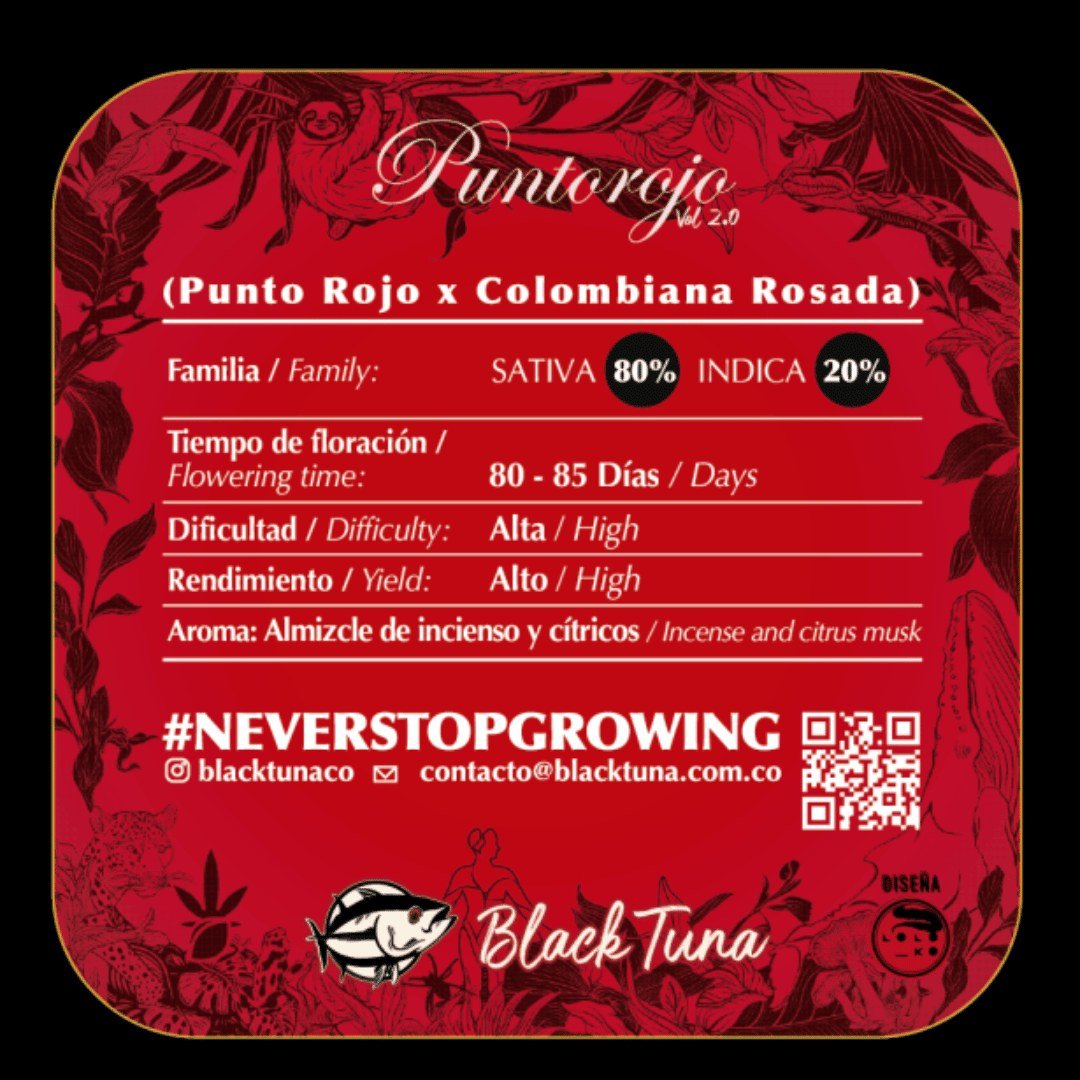 semillas Punto Rojo Vol.2: foto de Black Tuna del cogollo de Punto Rojo Vol.2, vista 2