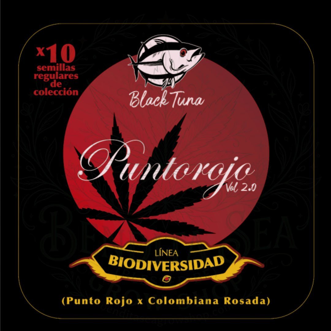 semillas Punto Rojo Vol.2: cogollo de Punto Rojo Vol.2 con la marca de agua de Bendita Sea