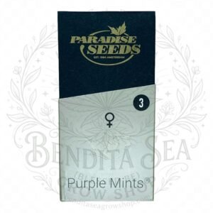 semillas Purple Mints: cogollo de Purple Mints con la marca de agua de Bendita Sea