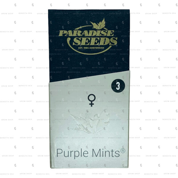 semillas-purple-mints