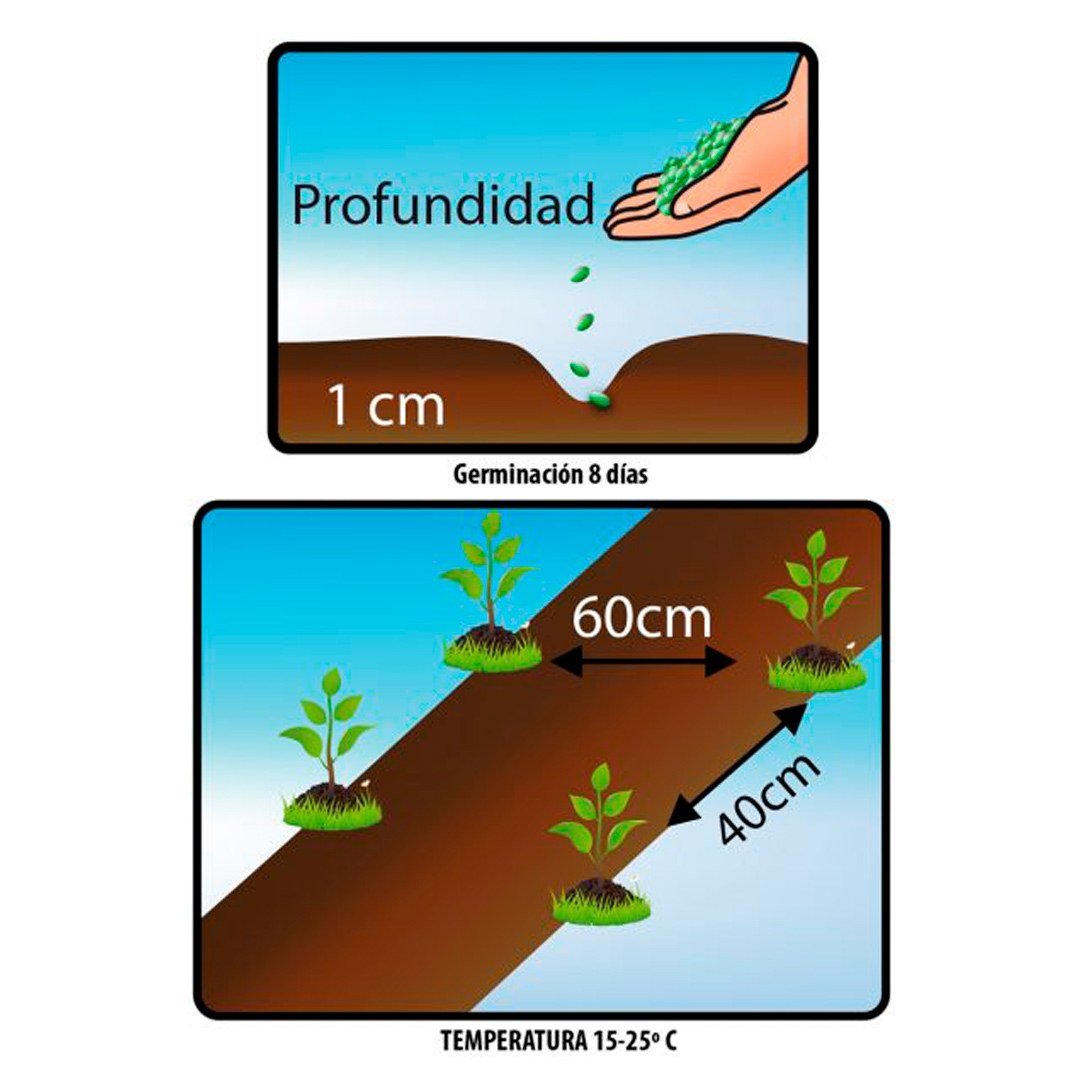Semillas de Repollo Morado Fercon: reverso con dibujos de profundidad de 1 cm y distancia de siembra