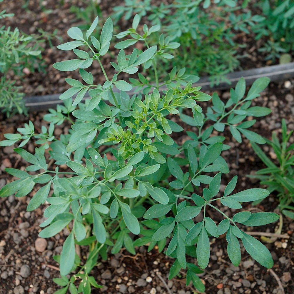Semillas de Ruda Graveolens Aromáticas Fercon - Imagen 3