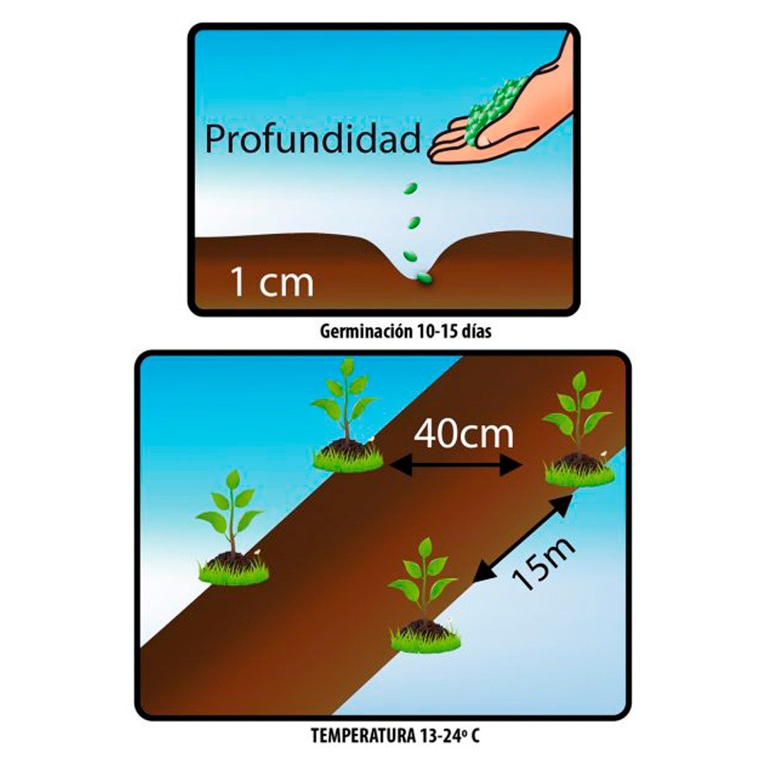 Semillas de Rúgula Fercon: reverso con dibujos de profundidad de 1 cm y distancia de siembra