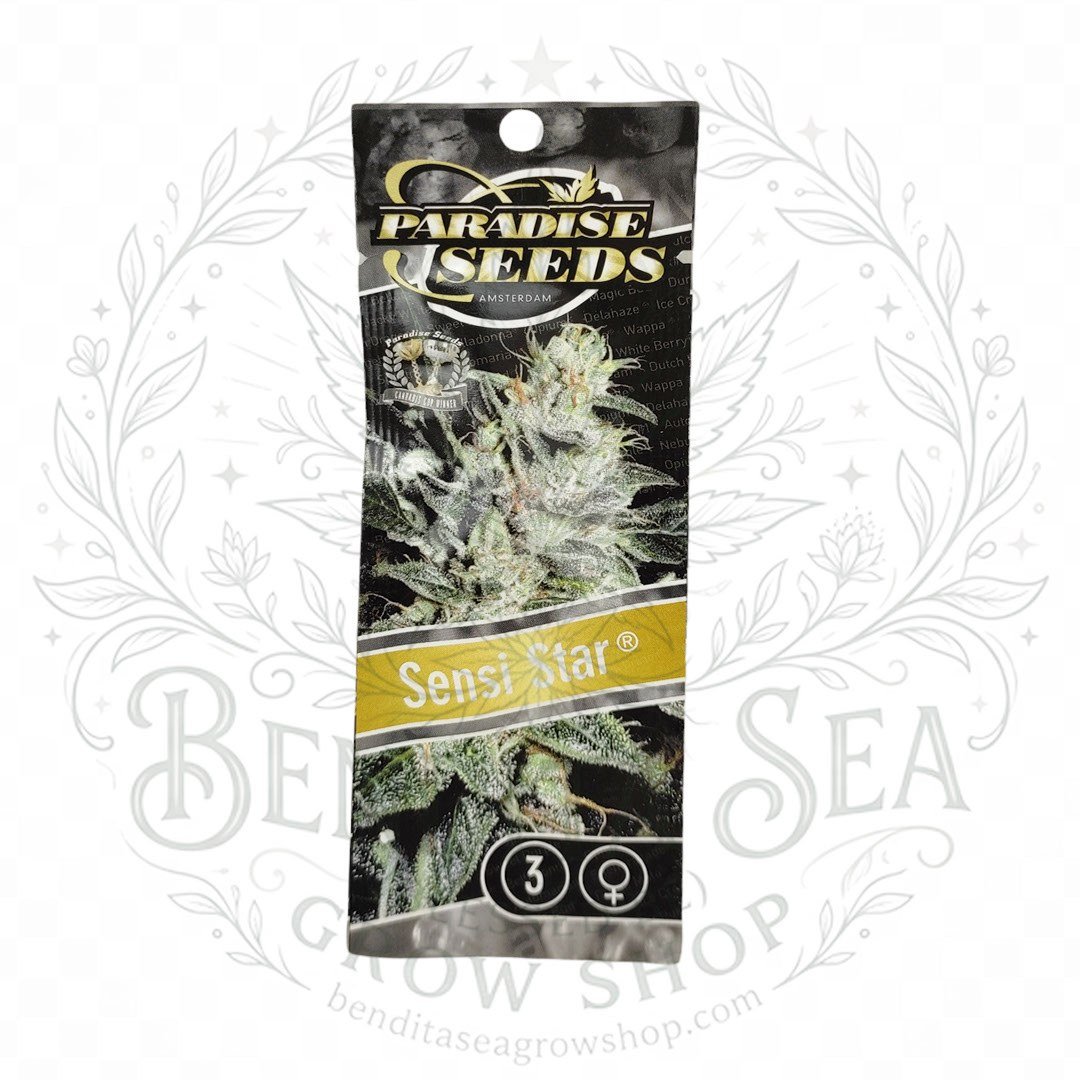semillas Sensi Star: cogollo de Sensi Star con la marca de agua de Bendita Sea