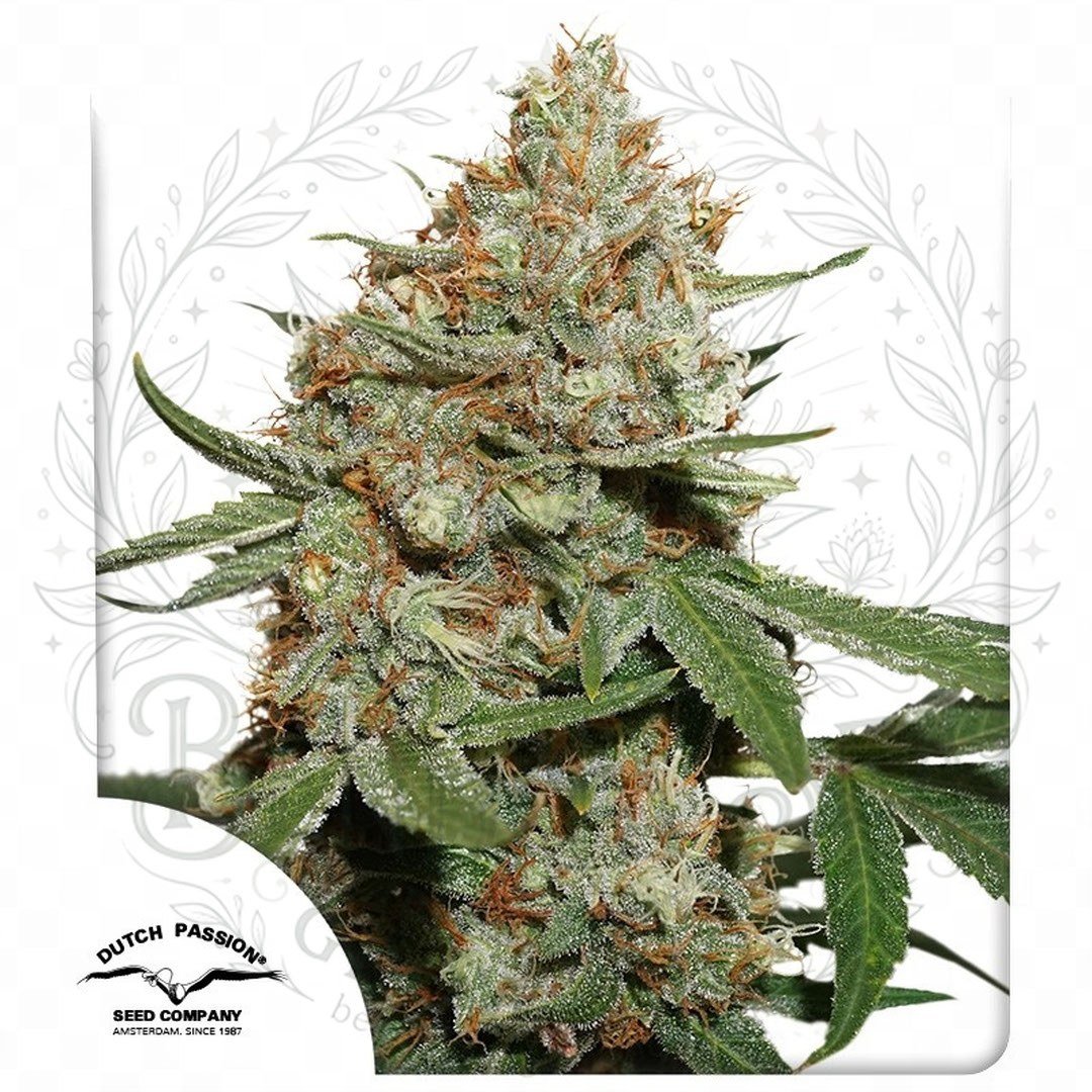 Semillas Skunk #11 Dutch Passion x3 | Bendita Sea Grow Shop