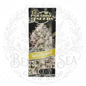semillas Space Cookies: cogollo de Space Cookies con la marca de agua de Bendita Sea