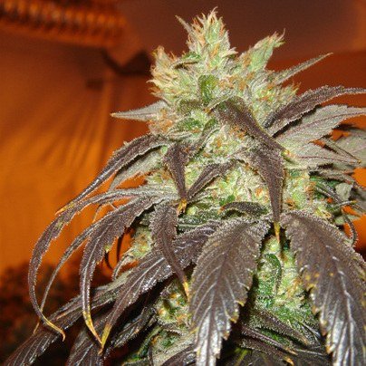 semillas Spoetnik 1: foto de Paradise Seeds del cogollo de Spoetnik 1