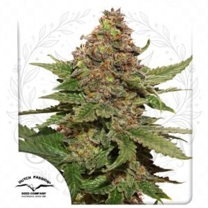 semillas Strawberry Cough: cogollo de Strawberry Cough con la marca de agua de Bendita Sea