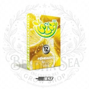 semillas Super Lemon Haze: cogollo de Super Lemon Haze con la marca de agua de Bendita Sea