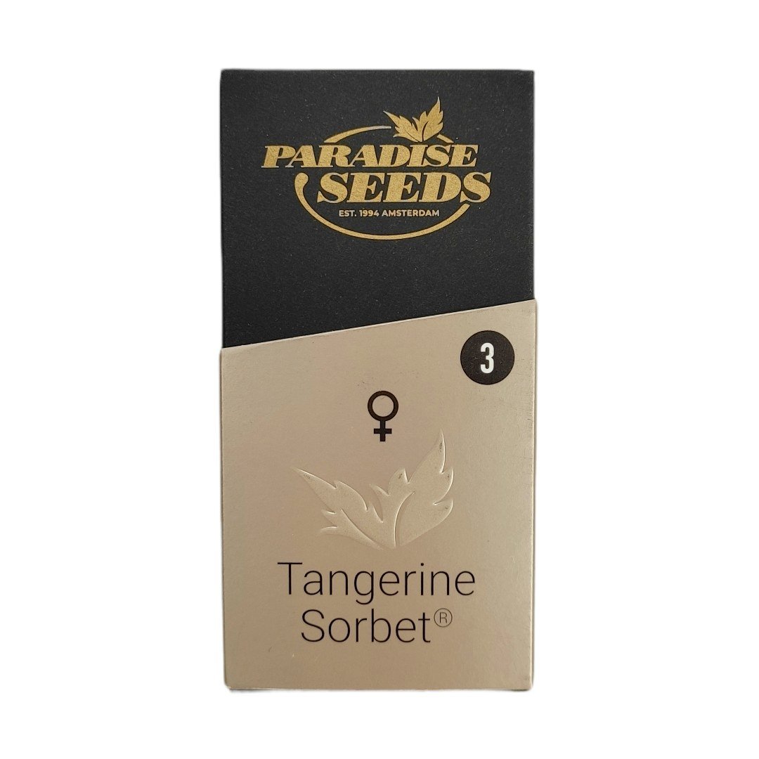 semillas Tangerine Sorbet: foto de Paradise Seeds del cogollo de Tangerine Sorbet