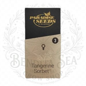 semillas Tangerine Sorbet: cogollo de Tangerine Sorbet con la marca de agua de Bendita Sea