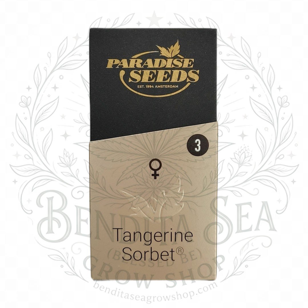 semillas Tangerine Sorbet: cogollo de Tangerine Sorbet con la marca de agua de Bendita Sea