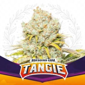 semillas Tangie: cogollo de Tangie con la marca de agua de Bendita Sea