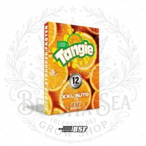 semillas Tangie XXL AUTO: cogollo de Tangie XXL AUTO con la marca de agua de Bendita Sea