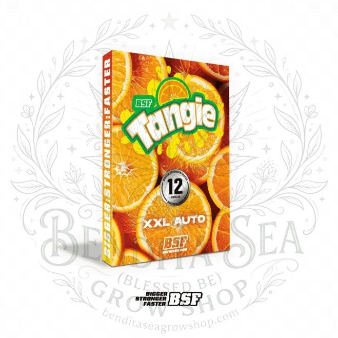 semillas Tangie XXL AUTO: cogollo de Tangie XXL AUTO con la marca de agua de Bendita Sea
