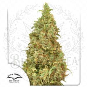 semillas THC-Victory: cogollo de THC-Victory con la marca de agua de Bendita Sea