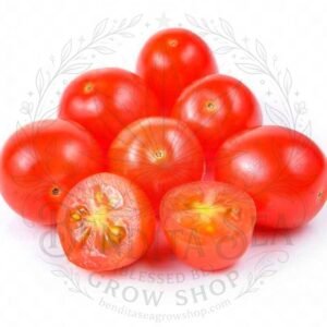 Semillas de Tomate Cherry Príncipe Borghese Fercon: semillas sobre fondo blanco