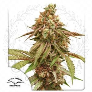 semillas Tropical Tangie: cogollo de Tropical Tangie con la marca de agua de Bendita Sea