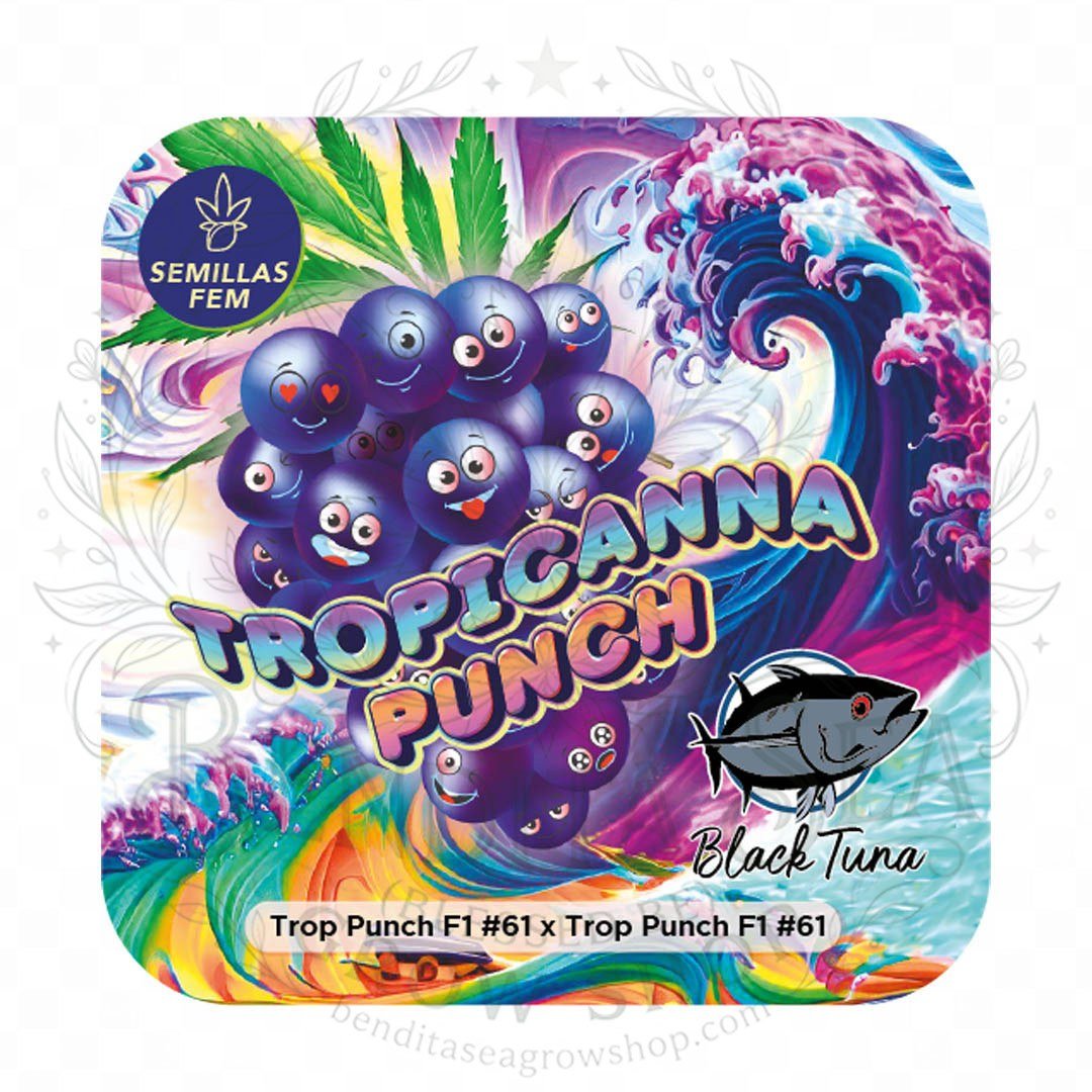 semillas Tropicanna Punch: cogollo de Tropicanna Punch con la marca de agua de Bendita Sea