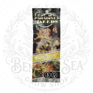 semillas White Berry: cogollo de White Berry con la marca de agua de Bendita Sea