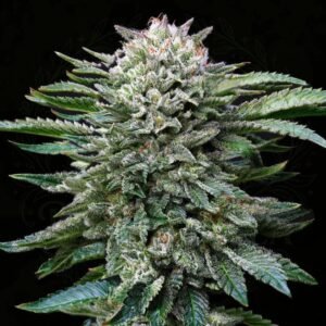 semillas White Gorilla: cogollo de White Gorilla con la marca de agua de Bendita Sea
