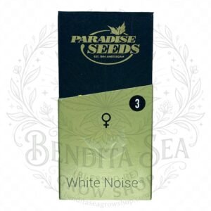 semillas White Noise: cogollo de White Noise con la marca de agua de Bendita Sea