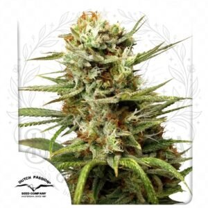 semillas White Widow Auto: cogollo de White Widow Auto con la marca de agua de Bendita Sea