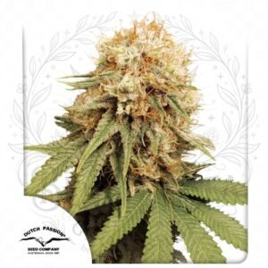 semillas White Widow: cogollo de White Widow con la marca de agua de Bendita Sea