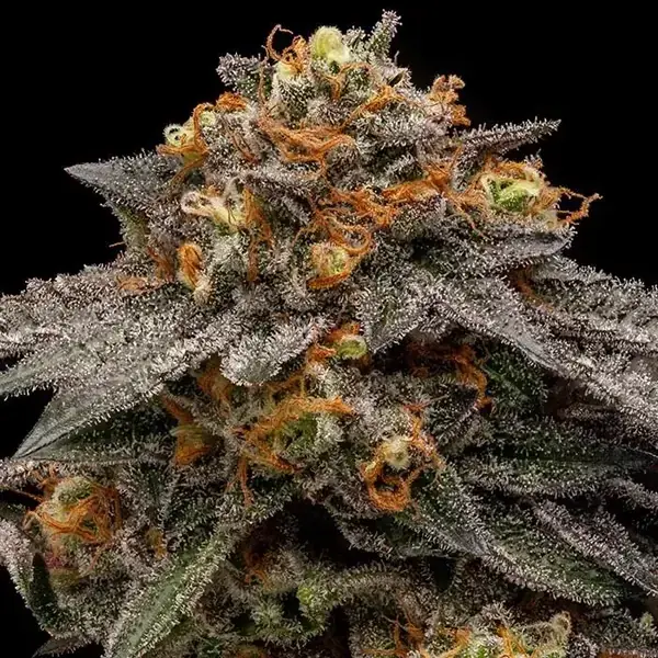 Semilla de marihuana Shimo fem de Ripper Seeds - Foto 3