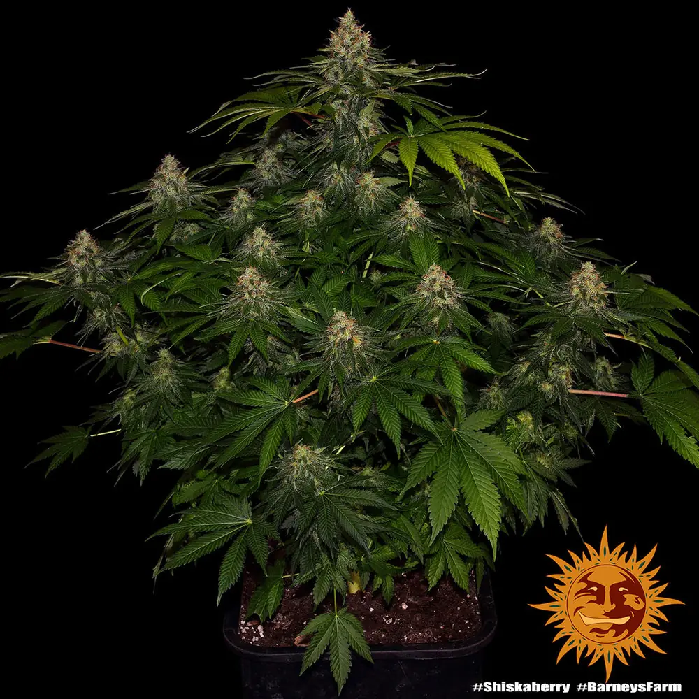Semilla de marihuana Shiskaberry de Barneys Farm - Foto 1