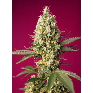 Semilla de marihuana Skywalker Og Runtz Auto de Sweet Seeds - Foto 1