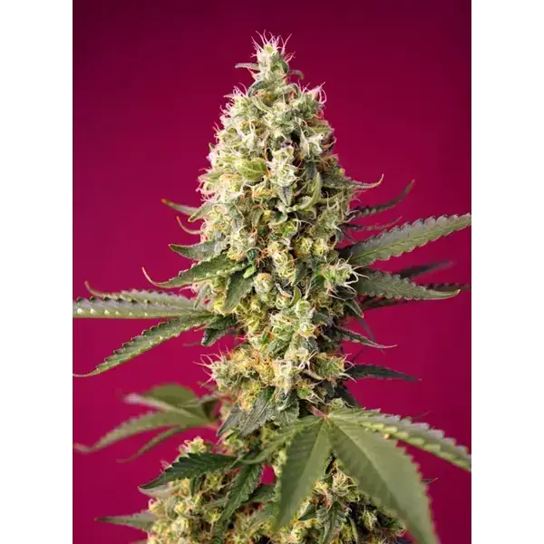 Semilla de marihuana Skywalker Og Runtz Auto de Sweet Seeds - Foto 1