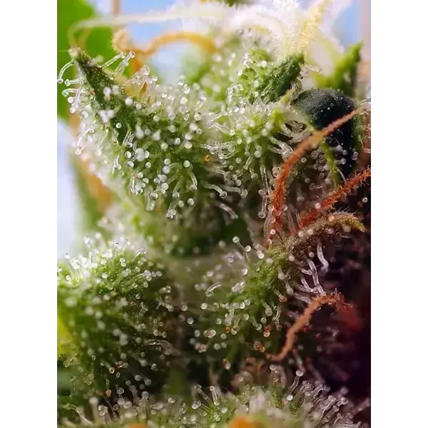 Semilla de marihuana Skywalker Og Runtz Auto de Sweet Seeds - Foto 2