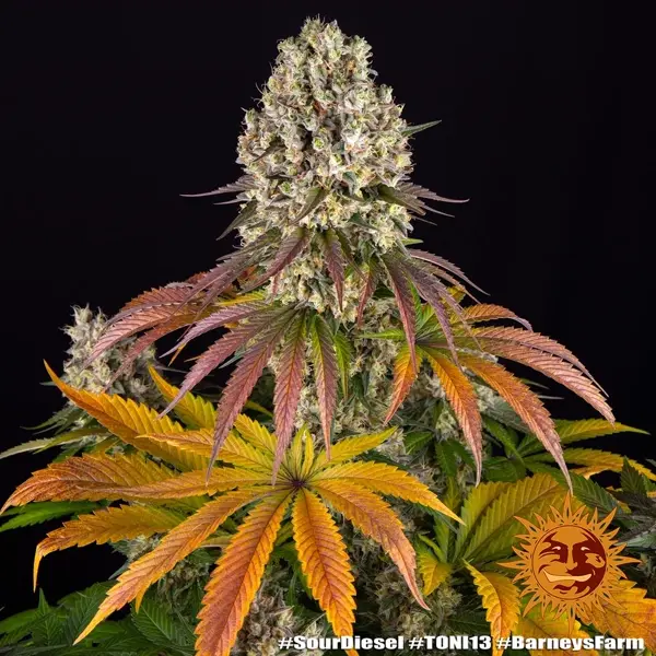 Semilla de marihuana Sour Diesel de Barneys Farm - Foto 7