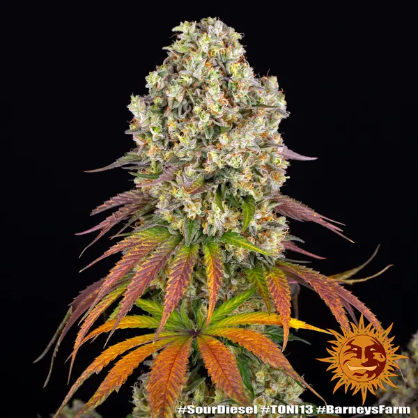 Semilla de marihuana Sour Diesel de Barneys Farm - Foto 5