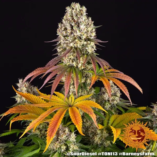 Semilla de marihuana Sour Diesel de Barneys Farm - Foto 10