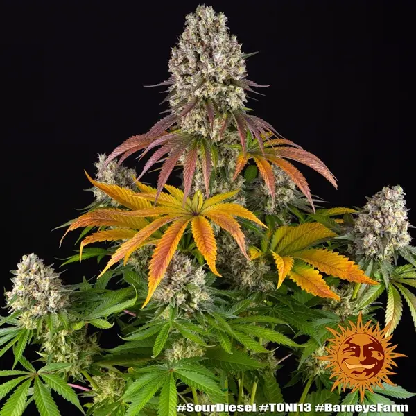 Semilla de marihuana Sour Diesel de Barneys Farm - Foto 8