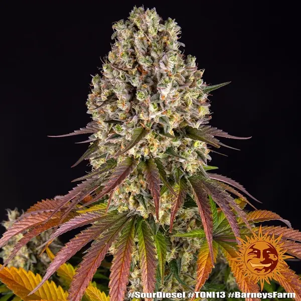 Semilla de marihuana Sour Diesel de Barneys Farm - Foto 2
