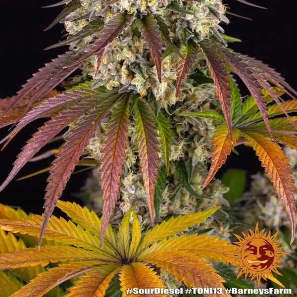 Semilla de marihuana Sour Diesel de Barneys Farm - Foto 4