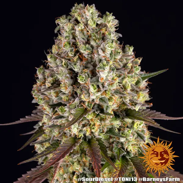 Semilla de marihuana Sour Diesel de Barneys Farm - Foto 9