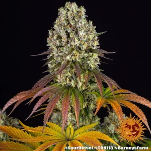 Semilla de marihuana Sour Diesel de Barneys Farm - Foto 1