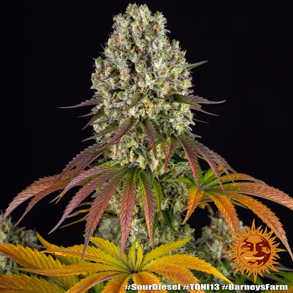 Semilla de marihuana Sour Diesel de Barneys Farm - Foto 1